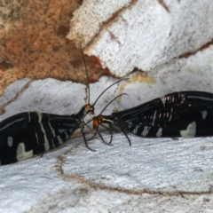 Porismus strigatus (Pied Lacewing) at Mount Ainslie - 3 Apr 2020 by jb2602