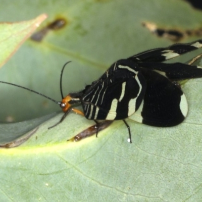 Porismus strigatus (Pied Lacewing) at Ainslie, ACT - 3 Apr 2020 by jb2602