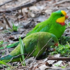 Polytelis swainsonii (Superb Parrot) at Garran, ACT - 11 Apr 2020 by Harrisi