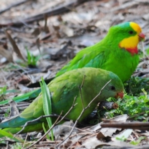 Polytelis swainsonii at Garran, ACT - 11 Apr 2020