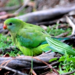 Polytelis swainsonii at Garran, ACT - 11 Apr 2020