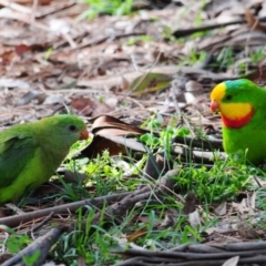 Polytelis swainsonii at Garran, ACT - 11 Apr 2020