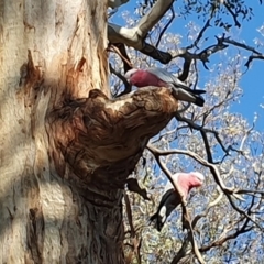 Eolophus roseicapilla (Galah) at Tuggeranong Hill - 10 Apr 2020 by ChrisHolder