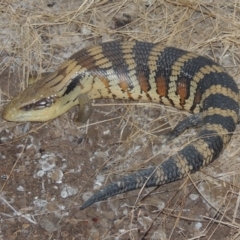 Tiliqua scincoides scincoides (Eastern Blue-tongue) at Conder, ACT - 24 Feb 2020 by michaelb
