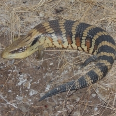 Tiliqua scincoides scincoides (Eastern Blue-tongue) at Conder, ACT - 24 Feb 2020 by MichaelBedingfield