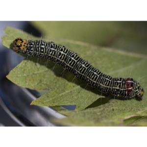 Phalaenoides glycinae at Higgins, ACT - 12 Apr 2020