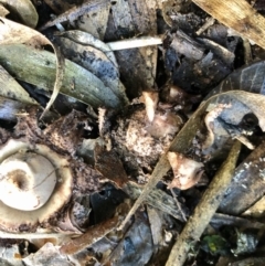 Geastrum sp. (genus) (An earthstar) at Wattamolla, NSW - 9 Apr 2020 by WattaWanderer