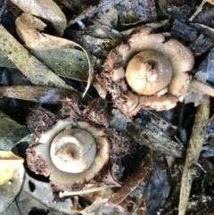 Geastrum sp. at Wattamolla, NSW - 9 Apr 2020