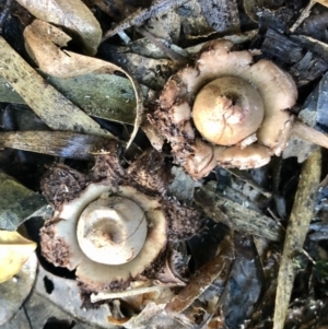 Geastrum sp. at Wattamolla, NSW - 9 Apr 2020