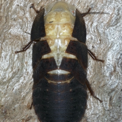 Laxta granicollis (Common bark or trilobite cockroach) at Mount Ainslie - 12 Apr 2020 by jb2602