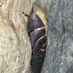 Laxta granicollis at Majura, ACT - 12 Apr 2020