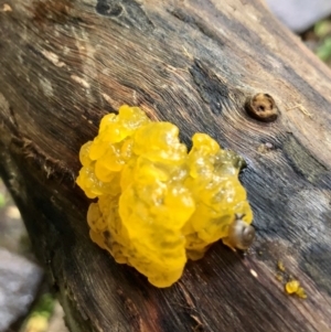 Tremella mesenterica at Wattamolla, NSW - 29 Mar 2020