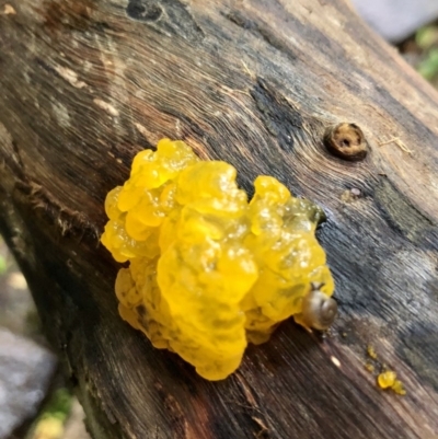 Tremella mesenterica (Witch's Butter or Yellow Brain) at Wattamolla, NSW - 29 Mar 2020 by WattaWanderer