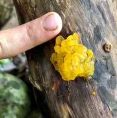 Tremella mesenterica at Wattamolla, NSW - 29 Mar 2020