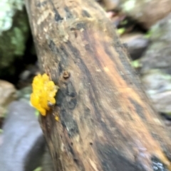 Tremella mesenterica at Wattamolla, NSW - 29 Mar 2020