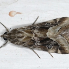 Hellula hydralis (Cabbage Centre Moth) at Ainslie, ACT - 12 Apr 2020 by jb2602