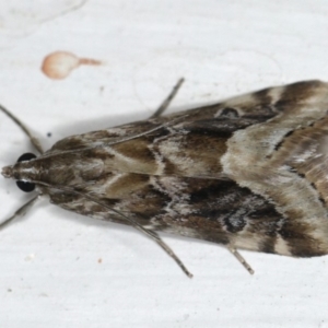 Hellula hydralis at Ainslie, ACT - 12 Apr 2020