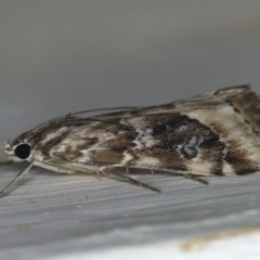 Hellula hydralis at Ainslie, ACT - 12 Apr 2020