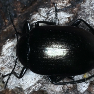 Chalcopteroides columbinus at Majura, ACT - 12 Apr 2020 04:23 PM