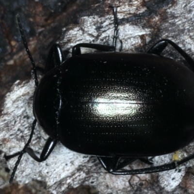 Chalcopteroides columbinus (Rainbow darkling beetle) at Majura, ACT - 12 Apr 2020 by jb2602