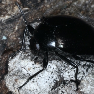 Chalcopteroides columbinus at Majura, ACT - 12 Apr 2020 04:23 PM