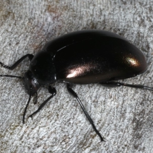 Chalcopteroides columbinus at Majura, ACT - 12 Apr 2020