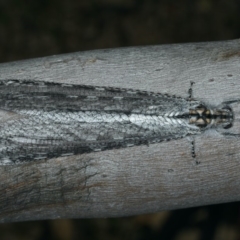 Heoclisis fundata (Antlion lacewing) at Mount Ainslie - 12 Apr 2020 by jb2602