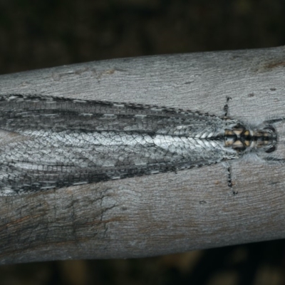 Heoclisis fundata (Antlion lacewing) at Mount Ainslie - 12 Apr 2020 by jb2602