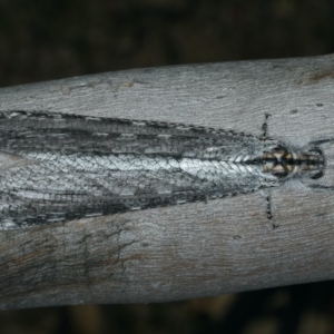 Heoclisis fundata at Majura, ACT - 12 Apr 2020