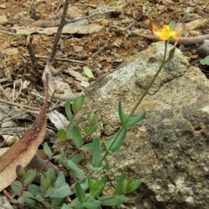 Hypericum gramineum at Hackett, ACT - 13 Apr 2020