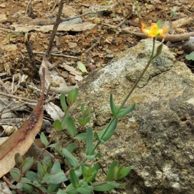 Hypericum gramineum (Small St Johns Wort) at Mount Majura - 13 Apr 2020 by Sarah2019