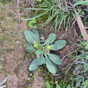 Solenogyne dominii at Majura, ACT - 11 Apr 2020