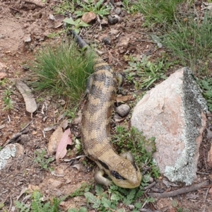 Tiliqua scincoides scincoides at Banks, ACT - 13 Apr 2020