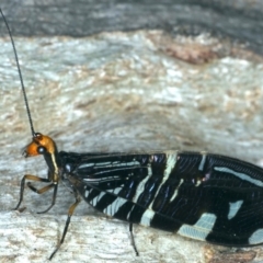 Porismus strigatus (Pied Lacewing) at Majura, ACT - 12 Apr 2020 by jb2602