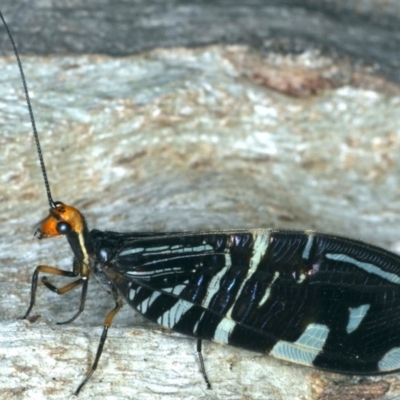 Porismus strigatus (Pied Lacewing) at Mount Ainslie - 12 Apr 2020 by jb2602