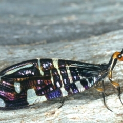 Porismus strigatus at Majura, ACT - 12 Apr 2020