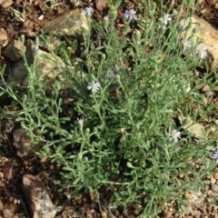 Vittadinia cuneata var. cuneata (Fuzzy New Holland Daisy) at Mount Majura - 11 Apr 2020 by Sarah2019