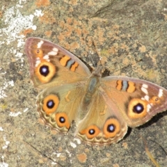 Junonia villida (Meadow Argus) at Mount Ainslie - 11 Apr 2020 by Sarah2019