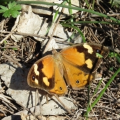 Heteronympha merope (Common Brown Butterfly) at Hackett, ACT - 11 Apr 2020 by Sarah2019