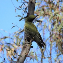 Oriolus sagittatus (Olive-backed Oriole) at Mount Ainslie - 11 Apr 2020 by Sarah2019