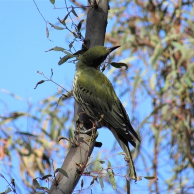 Oriolus sagittatus (Olive-backed Oriole) at Majura, ACT - 11 Apr 2020 by Sarah2019