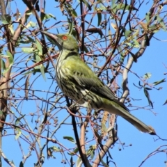 Oriolus sagittatus at Majura, ACT - 11 Apr 2020