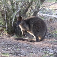 Wallabia bicolor (Swamp Wallaby) at Mount Ainslie - 12 Apr 2020 by jbromilow50