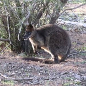 Wallabia bicolor at Majura, ACT - 12 Apr 2020