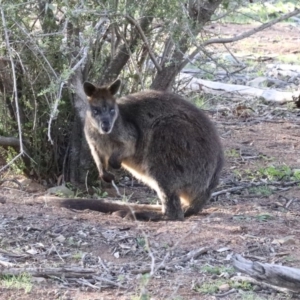 Wallabia bicolor at Majura, ACT - 12 Apr 2020