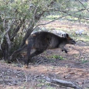 Wallabia bicolor at Majura, ACT - 12 Apr 2020