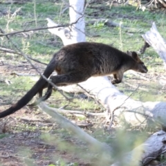 Wallabia bicolor at Majura, ACT - 12 Apr 2020