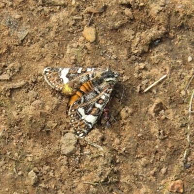 Apina callisto (Pasture Day Moth) at Hackett, ACT - 13 Apr 2020 by Sarah2019