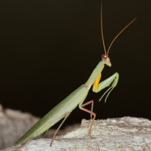 Orthodera ministralis at Kambah, ACT - 13 Apr 2020