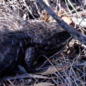 Tiliqua rugosa at Hackett, ACT - 12 Apr 2020